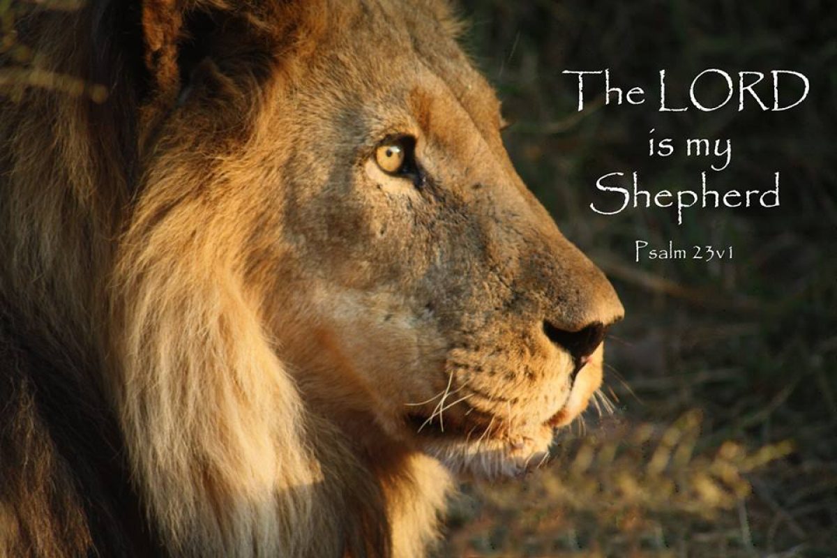 Shepherd Led Life